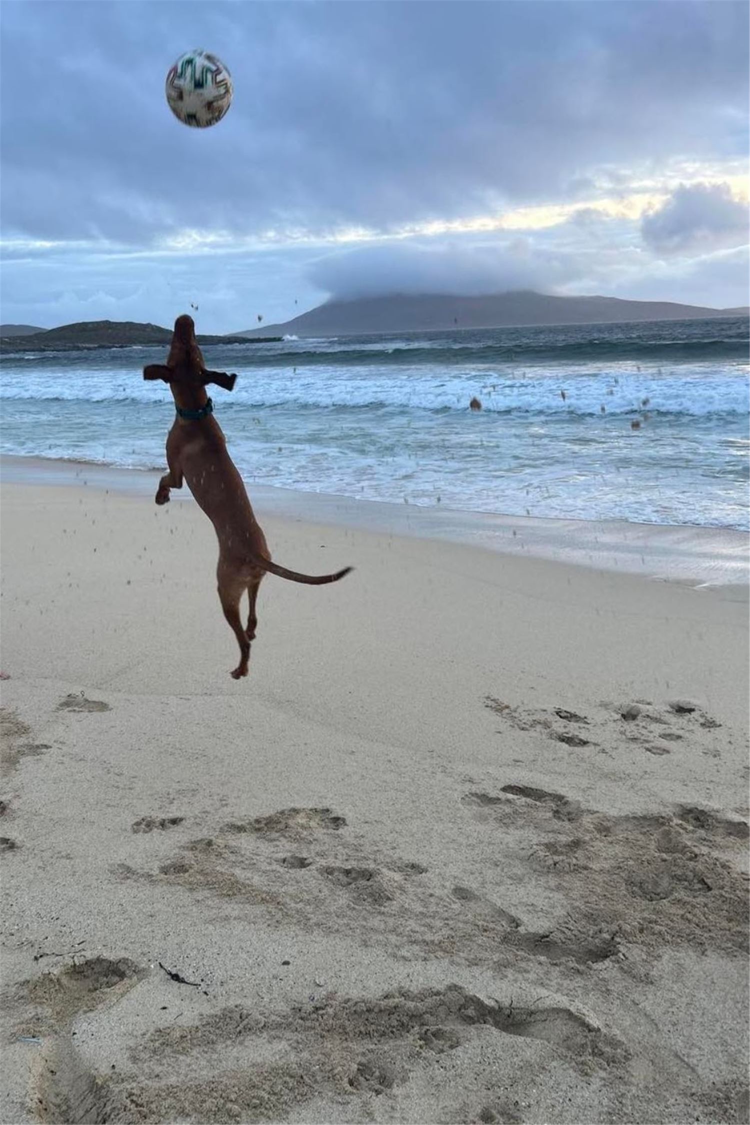 dog on beach isle of bute accommodation